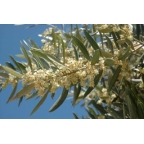 (6 x 11€) Botella 50 cl oli d'oliva verge extra