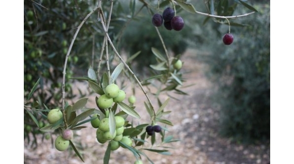 Recogida oliva