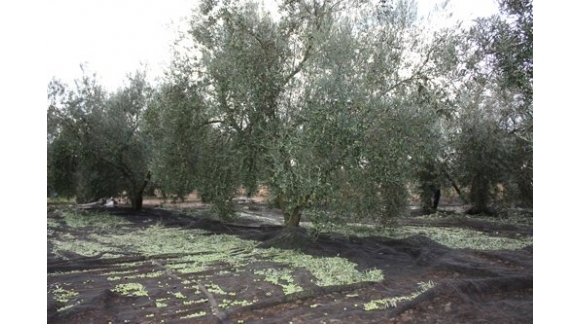 Recogida oliva