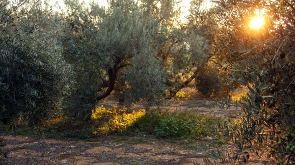 Recogida oliva 2015