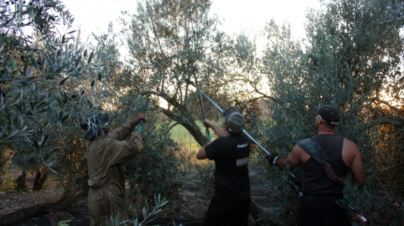 Recollida oliva 2015