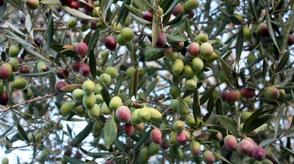 Recollida oliva 2015